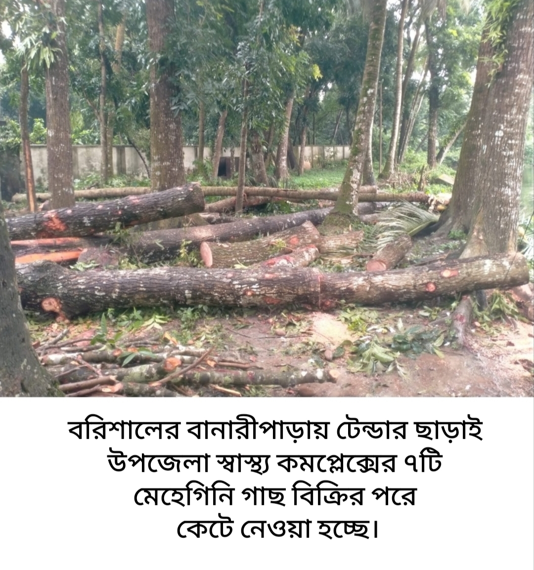 বানারীপাড়ায় টেন্ডার ছাড়াই উপজেলা স্বাস্থ্য কমপ্লেক্সের ১৪টি  গাছ বিক্রি !