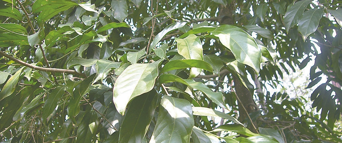 মহাবিপন্ন বৃক্ষ চালমুগরা